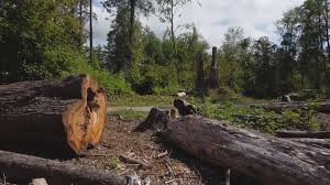 Best Root Management and Removal  in Dumont, NJ
