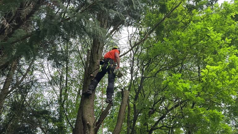 Best Mulching Services  in Dumont, NJ