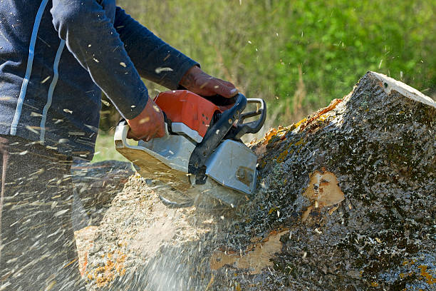 Best Lawn Renovation and Restoration  in Dumont, NJ
